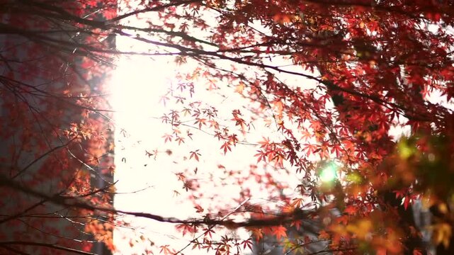 Red maple Autumn leaves in middle of Metro Tokyo city prime time to travel HD