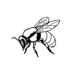 Obraz premium Detailed neat and clean black line art illustration of a bee, minimalistic design, sharp outlines, no shading, isolated on white background.