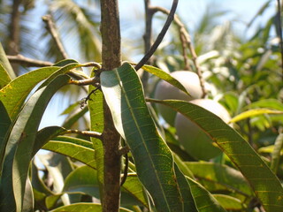 Fresh Green Mangoes on Tree Branch in Natural Sunlight. Close-up of mango tree leaves and young fruit in bright sunlight	