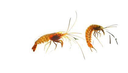 Obraz premium Two translucent shrimp, vibrant orange and tan, with long antennae, isolated on black