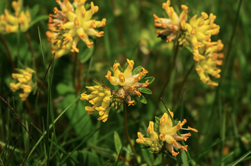 springtime alpine flowers close-up inside Val di Fassa, Dolomites, Italy