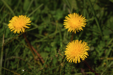 springtime alpine flowers close-up inside Val di Fassa, Dolomites, Italy