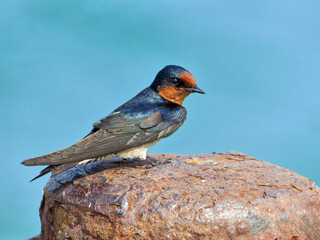 Rauchschwalbe im Winterquatier