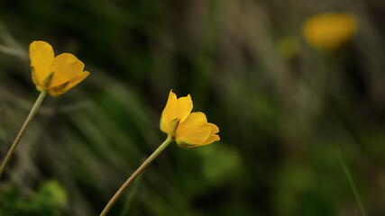 Obraz premium springtime alpine flowers close-up inside Val di Fassa, Dolomites, Italy