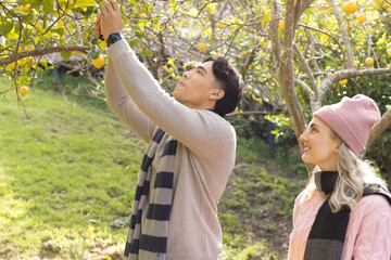 Diverse couple savoring sunny backyard garden moment picking lemons from citrus tree under branches