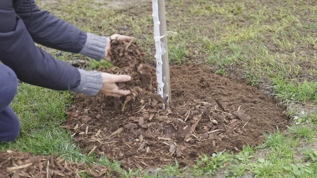 Gardener spreading mulch around a young tree sapling