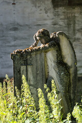 ein großer Engel stützt sich auf einen alten Grabstein auf einem Waldfriedhof in Memmingen © Blende8