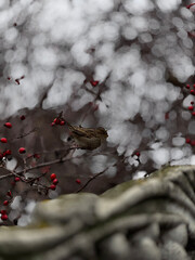 Charming Bird Among Red Berries in Soft Focus Background