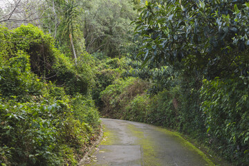 Winding paved walkway curving through shaded forest foliage, showing moss patches and damp vines