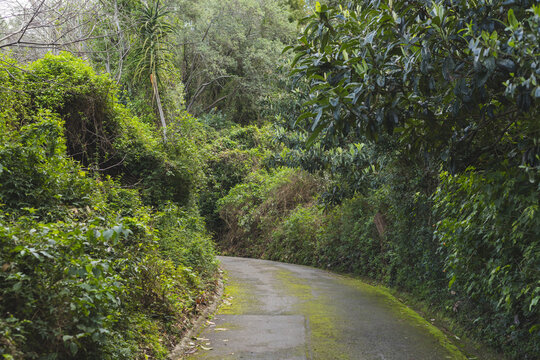 Fototapeta Winding paved walkway curving through shaded forest foliage, showing moss patches and damp vines