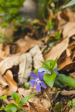 Fototapeta Purple periwinkle flower emerging from green leaves on woodland floor among dry leaves and twigs