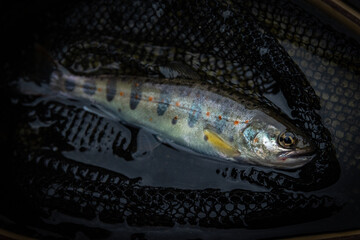 渓流釣りで釣り上げたヤマメ（山女魚）のクローズアップ、網の中の魚
