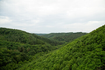 Black Forest Summer Landscape with Dense Coniferous Trees, Idyllic German Nature and Hiking Trails