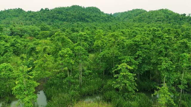 Aerial view of lush green trees covering rolling hills and surrounding a tranquil lake, Philippines.