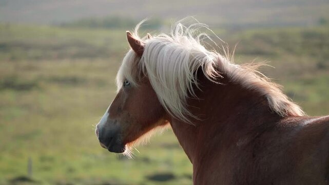 Discovering the Secrets of the World's Most Colourful Horse Breed: A Candid Look at the Over 100 Shades and Patterns Found in Icelandic Horses.