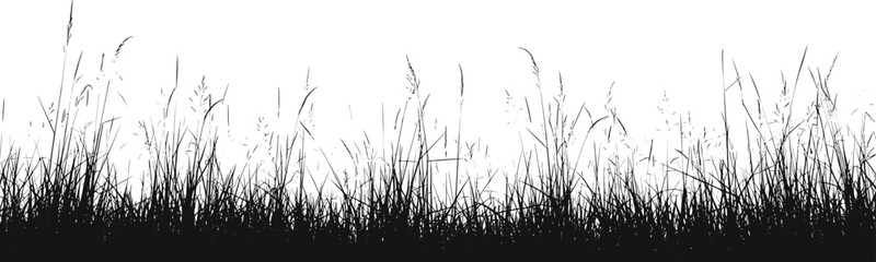 Fototapeta premium Silhouette of tall grass and reeds against a white background Keywords: grass, reeds, tall grass, meadow, field, nature, silhouette