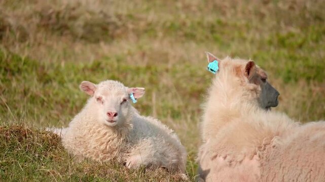 Untouched for Over a Millennium: Capturing the Serene Beauty and Enduring Spirit of the Ancient Icelandic Sheep Roaming Freely Across the Island's Rugged Landscape.
