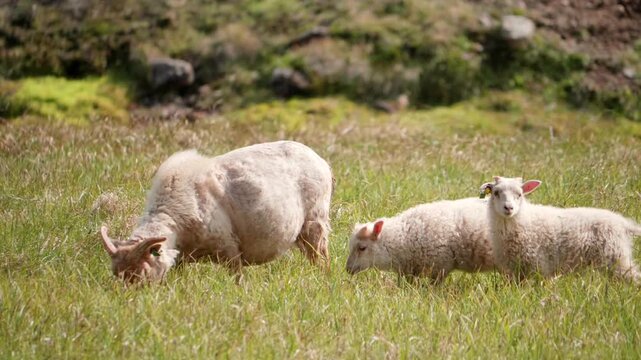 A Glimpse into the Resilient Life of the Iconic Icelandic Sheep: Witnessing the Hardy, Purebred Animals Thriving in the Lush Green Pastures of Iceland.