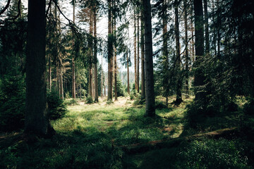 Obraz premium Harz National Park Landscape in Summer, Hiking Trail Leading Through German Mountain Wilderness