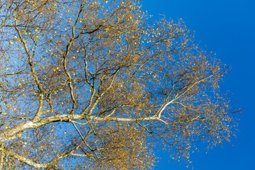 Birch Tree Branches with Sparse Autumn Leaves Against Blue Sky