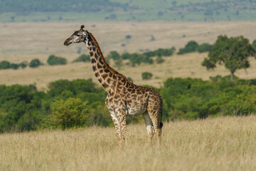 girafe