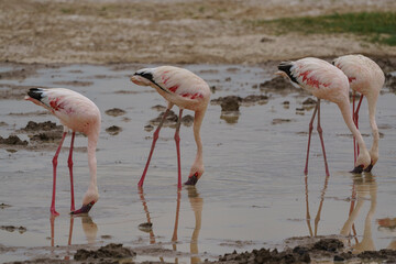  flamants roses nains