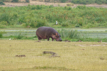 hippopotame broutant au bord de l'eau