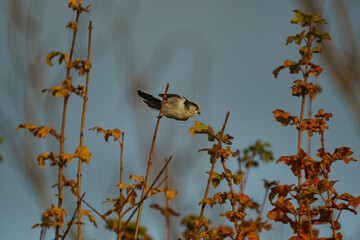 Orite à longue queue ou mésange à longue queue © JeanJacques