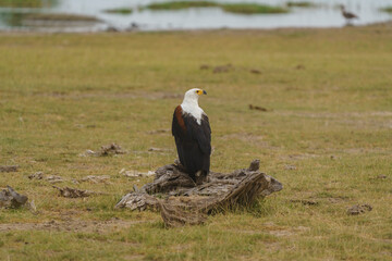 pygargue vocifère ou aigle pêcheur africain