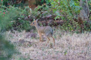 Madoqua ou Dik-Dik