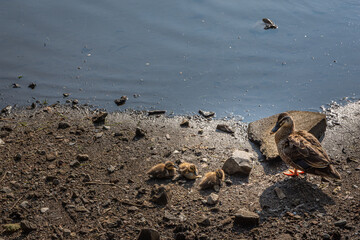 カルガモの親子とヒナたち、水辺に佇む夏の動物の情景