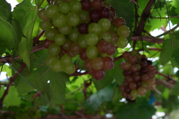 Grapes on the vines in the vineyard
