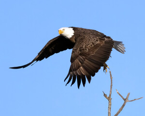 Bald Eagle Haliaeetus leucocephalus taking flight