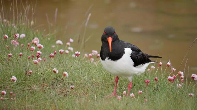 A Close Encounter with the Vibrant Eurasian Oystercatcher in Iceland: Witnessing the Iconic Wader's Distinctive Plumage and Striking Orange Bill in its Natural Habitat.