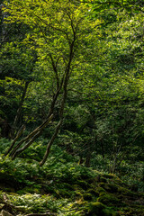 Fototapeta premium 群馬県赤城山小沼周辺の森、夏の木漏れ日と苔むす深緑