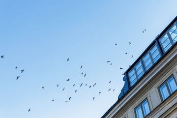 Flock of birds flying high in a clear blue sky over a city building roof