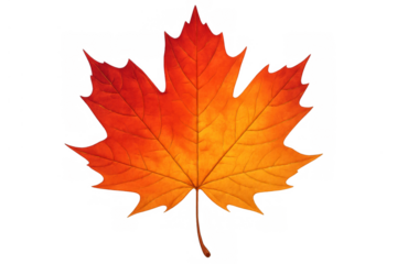 Maple leaf showing vibrant autumn colors, transitioning from red to orange and yellow, symbolizing seasonal change and fall design elements