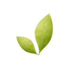 Obraz premium Watercolor leaves PNG with natural green tones and transparent background, fresh and calming, perfect for all design projects.