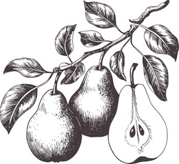 Black and white hand drawn pears on a branch fruit © Fahim