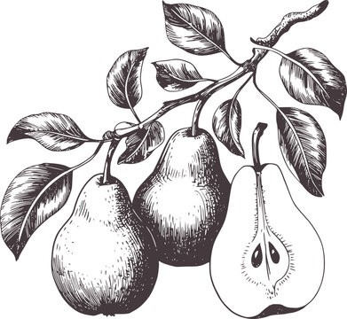 Black and white hand drawn pears on a branch fruit