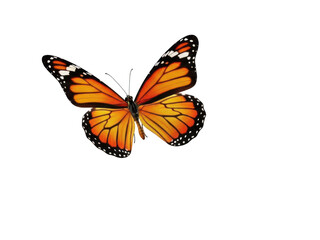 Fototapeta premium Orange monarch butterfly isolated on transparent background