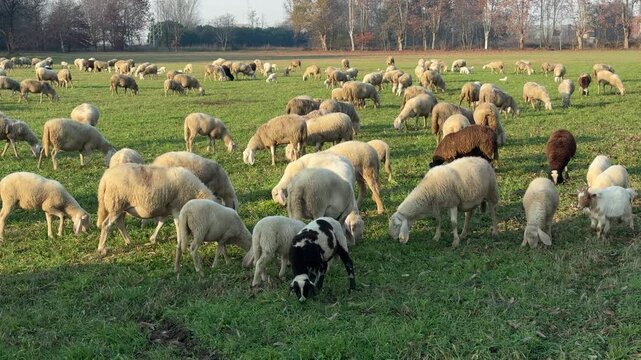 PECORE AL PASCOLO