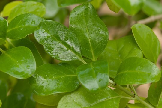 Plant list 2025 - Coprosma baueri (Bauers coprosma)