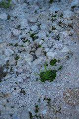 Rocky surface with moss patches and natural textures vertical