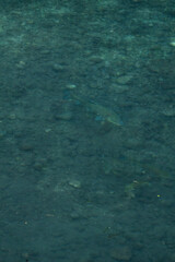 Transparent water revealing rocky riverbed with natural patterns vertical