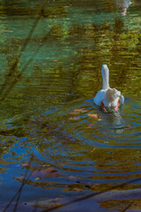 Goose swimming through green and gold reflective lake surface Vertical © Stoca