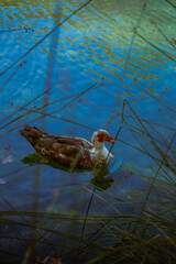 Duck gliding through clear blue lake water Vertical