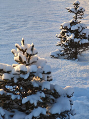 Spruce trees in snow, beautiful winter branches with fresh snow texture.