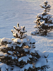 Frosty winter day with snow-covered spruce branches, Christmas nature scene.