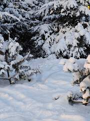 Spruce trees in snow, beautiful winter branches with fresh snow texture.